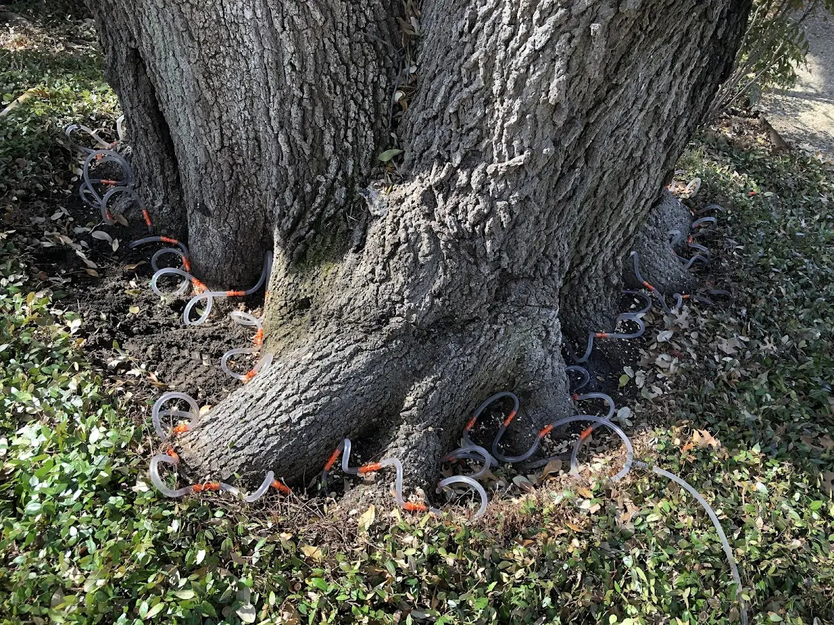 Detailed Tree Cabling and Bracing job site in Urbandale