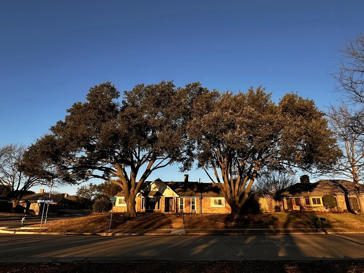 Established residential canopy tree shading a home in Urbandale